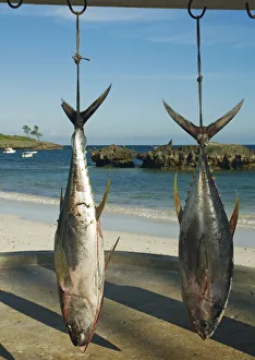 Kenya, Watamu, Hemingways Resort, Yellowfin tuna (Thunnus albacares Kenya, Watamu, Hemingways Resort, Yellowfin tuna (Thunnus albacares