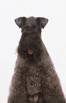 Kerry Blue Terrier, looking at camera, panting Kerry Blue Terrier, looking at camera, panting