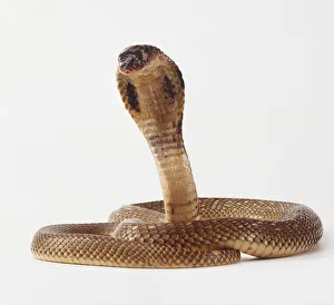 King Cobra Snake (Ophiophagus hannah), head rising over coiled body, front view King Cobra Snake (Ophiophagus hannah), head rising over coiled body, front view