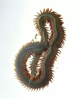 Segmented Worm Gallery: King Ragworm (Nereis virens) curled up
