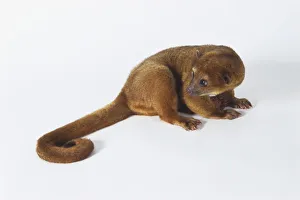 Kinkajou looking back at its curled tail, side view Kinkajou looking back at its curled tail, side view