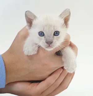 A kitten in a mans hands