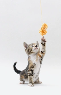 A kitten reaching up at some wool A kitten reaching up at some wool