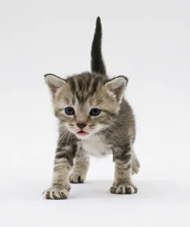 <b class=qtipBold><figcaption>A kitten standing ready to walk</figcaption></b><br><em>© Dorling Kindersley/UIG</em> A kitten standing ready to walk