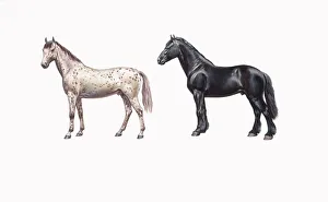 Knabstrup horse and friesian horse (Equus caballus), illustration Knabstrup horse and friesian horse (Equus caballus), illustration