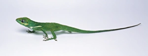 Knight anolis (Anolis equestris), lizard, side view Knight anolis (Anolis equestris), lizard, side view