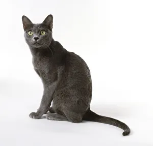 A Korat cat, seated, facing forwards A Korat cat, seated, facing forwards