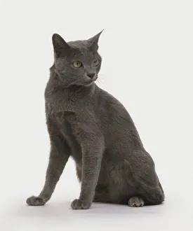 Korat cat, sitting, looking away Korat cat, sitting, looking away