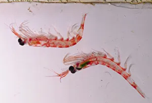 <b class=qtipBold><figcaption>Two krill</figcaption></b><br><em>© Dorling Kindersley/UIG</em> Two krill