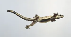 Kuhls flying gecko (Ptychozoon kuhli) in mid-air, side view Kuhls flying gecko (Ptychozoon kuhli) in mid-air, side view