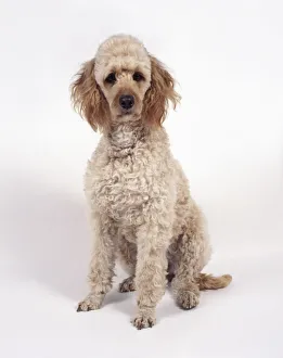 Labradoodle dog sitting, looking at camera