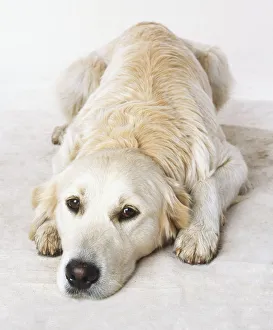 Labrador Retriever (Canis familiaris), lying on the floor, facing forward Labrador Retriever (Canis familiaris), lying on the floor, facing forward