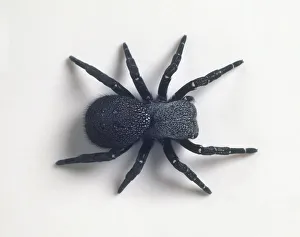 Ladybird Spider (Eresus cinnaberinus), black female spider