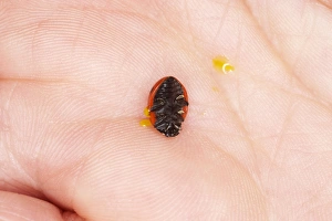 Ladybird upside down on a hand with drops of yellow liquid ooze (reflex bleeding) Ladybird upside down on a hand with drops of yellow liquid ooze (reflex bleeding)