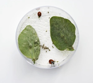 Two ladybirds eating greenflies (aphids) on petri dish, with two leaves on it Two ladybirds eating greenflies (aphids) on petri dish, with two leaves on it