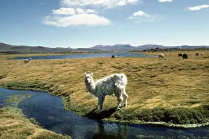 <b class=qtipBold><figcaption>Lama</figcaption></b><br><em>© Marka/Universal Images Group</em> Lama