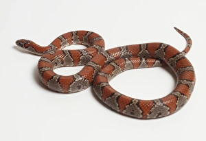 Lampropeltis mexicana, Mexican king snake, red markings with narrow cross bars Lampropeltis mexicana, Mexican king snake, red markings with narrow cross bars