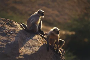 Two Langurs or Hanuman Monkeys (Semnopithecus entellus) sitting on rock overlooking Two Langurs or Hanuman Monkeys (Semnopithecus entellus) sitting on rock overlooking