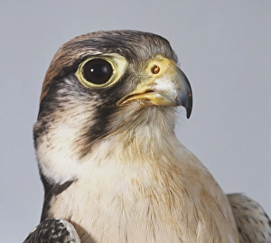 Lanner Falcon (Falco biarmicus), close up Lanner Falcon (Falco biarmicus), close up