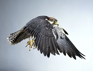 Lanner falcon (Falco biarmicus) in flight, side view Lanner falcon (Falco biarmicus) in flight, side view