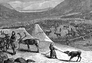 Lapps encampment with reindeer corral