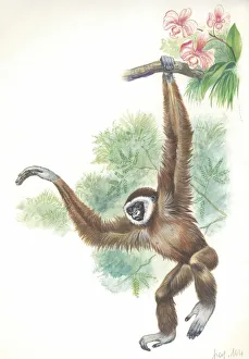Lar gibbon Hylobates lar, illustration Lar gibbon Hylobates lar, illustration
