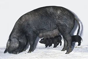 Large Black Pig (Sus sp.) and three piglets grazing, side view