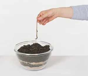 Segmented Worm Gallery: Large glass bowl containing layers of damp sand and peat with earthworms on the surface