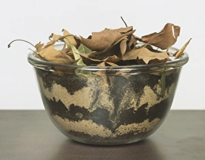 Segmented Worm Gallery: Large glass bowl containing leaves, layers of damp sand and peat with earthworms