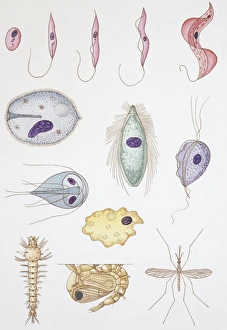 Large group of Flagellates, illustration Our beautiful pictures ...