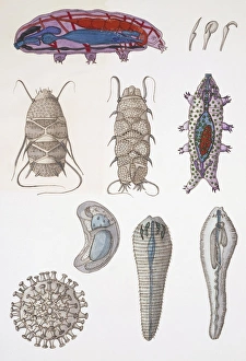 Large group of hermit crabs (pagurus sp), illustration