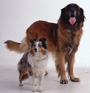 A large panting dog with thick reddish-brown fur stands beside a smaller white A large panting dog with thick reddish-brown fur stands beside a smaller white