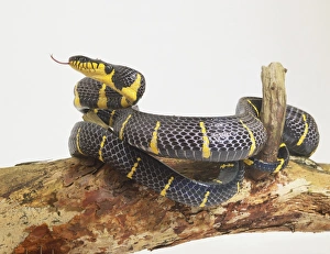 This is one of the largest arboreal snakes in Asia. It is glossy black This is one of the largest arboreal snakes in Asia. It is glossy black