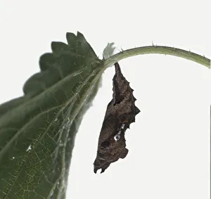 Larva from Comma butterfly (Polygonia c-album) hanging from a plant, close-up Larva from Comma butterfly (Polygonia c-album) hanging from a plant, close-up