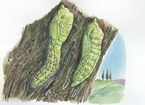 Larvae of Large White or Cabbage Butterfly Pieris brassicae, illustration Larvae of Large White or Cabbage Butterfly Pieris brassicae, illustration