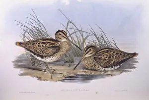 Sandpipers Gallery: Lathams Snipe