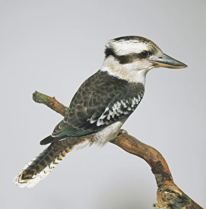 Laughing Kookaburra (Dacelo novaeguineae), perching on a branch, side view Laughing Kookaburra (Dacelo novaeguineae), perching on a branch, side view
