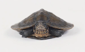 Leaf turtle, close up