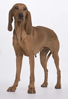 A lean light brown Segugio Italiano bitch with long dangling ears and slender legs A lean light brown Segugio Italiano bitch with long dangling ears and slender legs