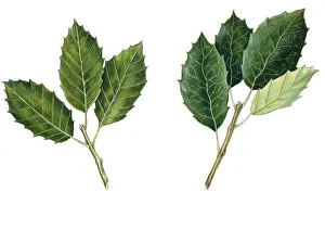 Leaves of Holm Oak Quercus ilex and Cork Oak Quercus suber, illustration Leaves of Holm Oak Quercus ilex and Cork Oak Quercus suber, illustration