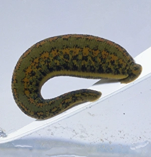 <b class=qtipBold><figcaption>Leech showing sucker</figcaption></b><br><em>© Dorling Kindersley/UIG</em> Leech showing sucker