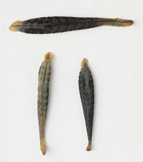 Segmented Worm Gallery: Three leeches, top view, with sucker-like mouths