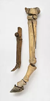 Leg bone of modern horse next to leg bone of early horse