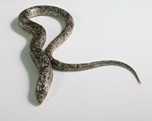 Legless lizard (Ophisaurus apodus), high angle view Legless lizard (Ophisaurus apodus), high angle view