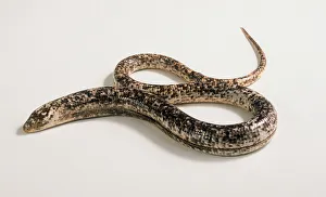 Legless lizard (Ophisaurus apodus), curled up Legless lizard (Ophisaurus apodus), curled up