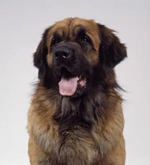 Leonberger dog, close-up, front view Leonberger dog, close-up, front view