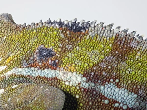 Leopard Chameleon (Furcifer pardalis) Leopard Chameleon (Furcifer pardalis)