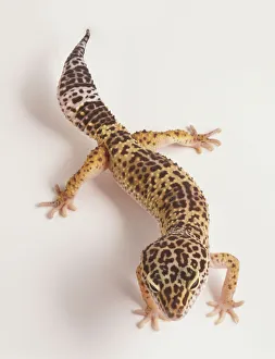 Leopard Gecko (Eublepharis macularius), overhead view Leopard Gecko (Eublepharis macularius), overhead view