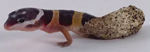 Leopard gecko walking out of eggshell Leopard gecko walking out of eggshell