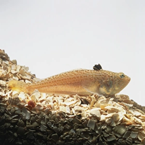 Lesser weever (Echiichthys vipera) swimming near bottom Lesser weever (Echiichthys vipera) swimming near bottom